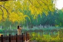 捷报足球比分即时比分-捷报足球比分即时比分，绿茵场上的数字心跳与战术交响曲