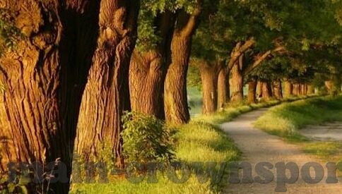 球探足球即时比分手机-球探足球即时比分手机APP，球迷的掌上战场，实时赛况尽在掌握